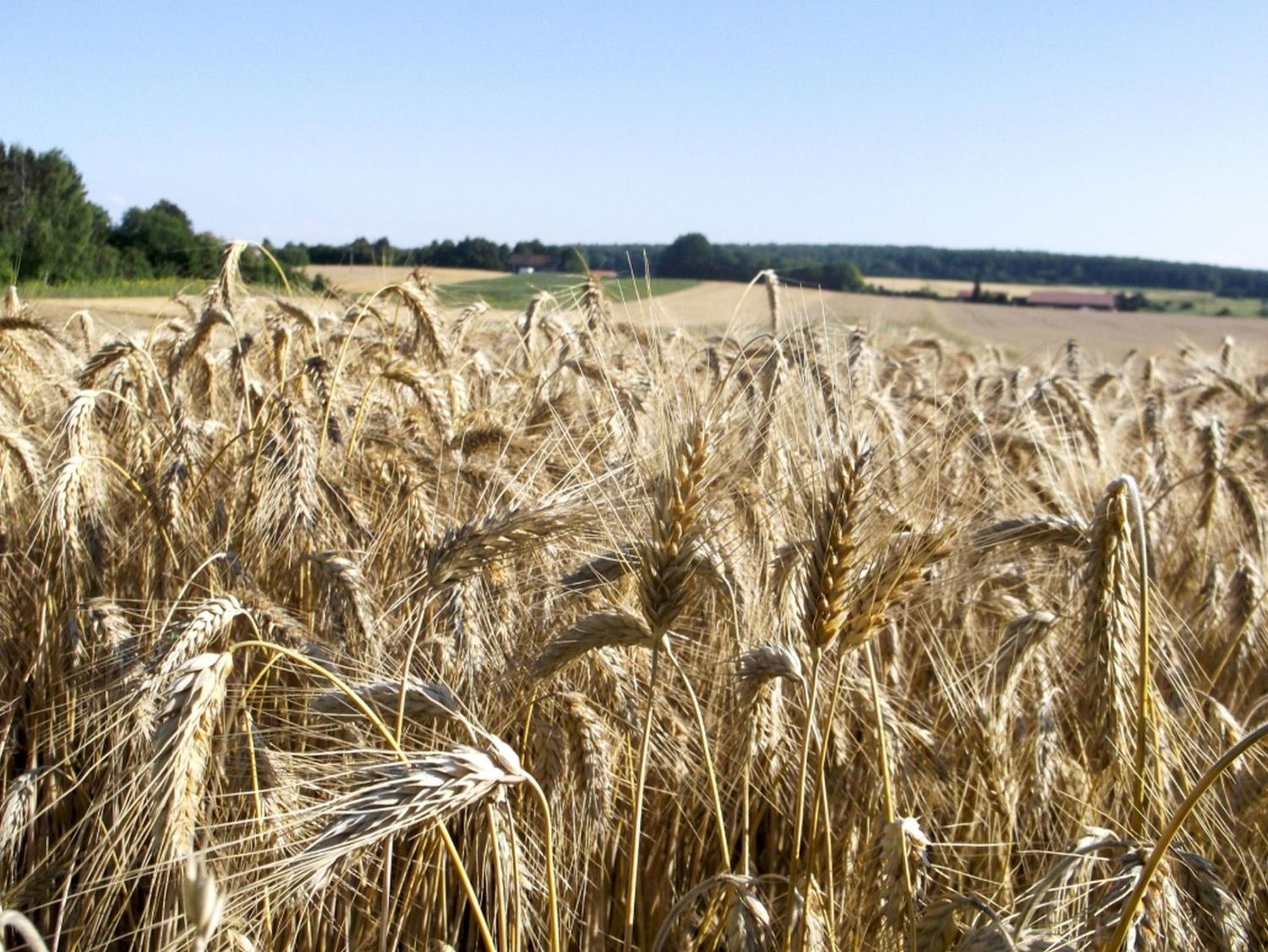 Hof am Horn - Ferienwohnungen mit Aussicht in die Natur Laichingen Exterior foto